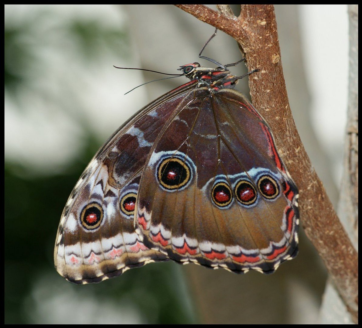 Schmetterling