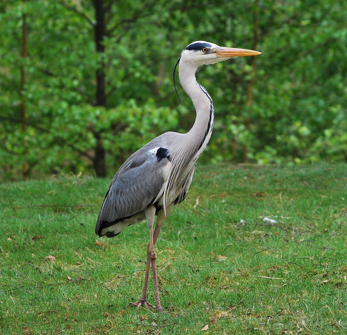 Reiger