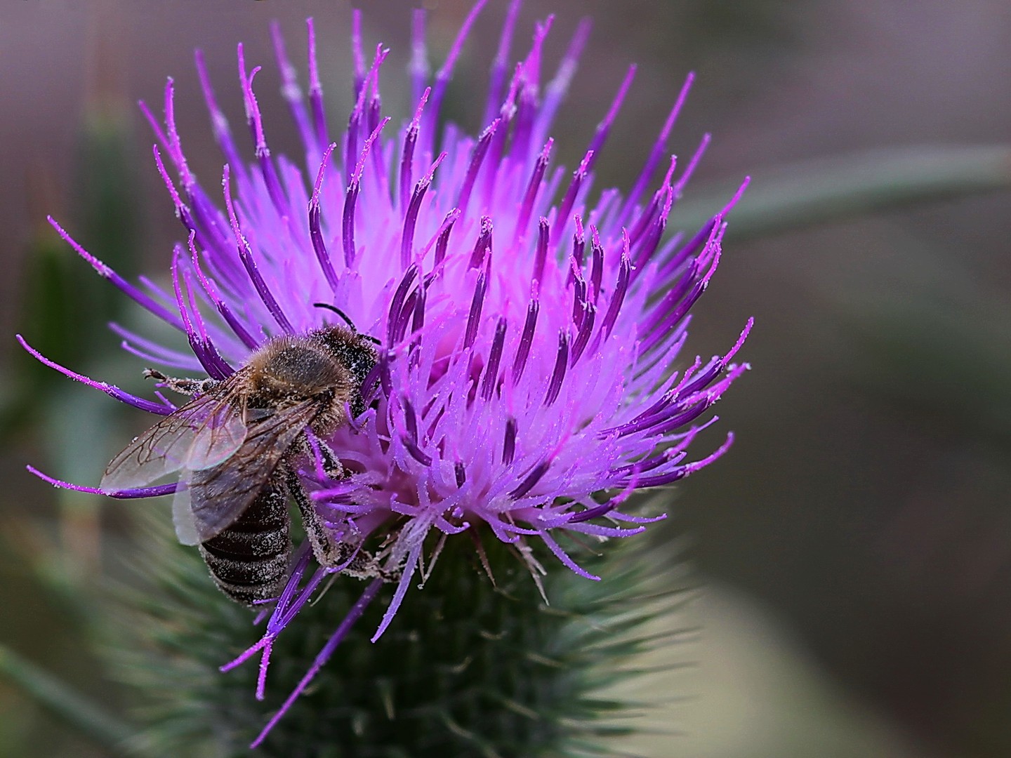 Distel"Karl"