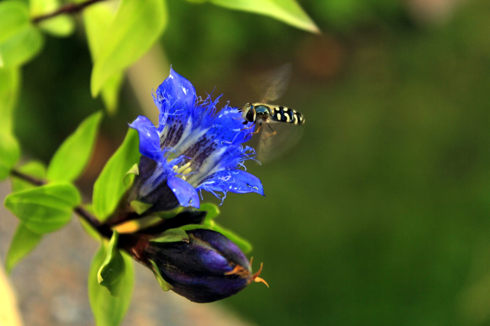 Blauer Enzian wird "gestochen"!