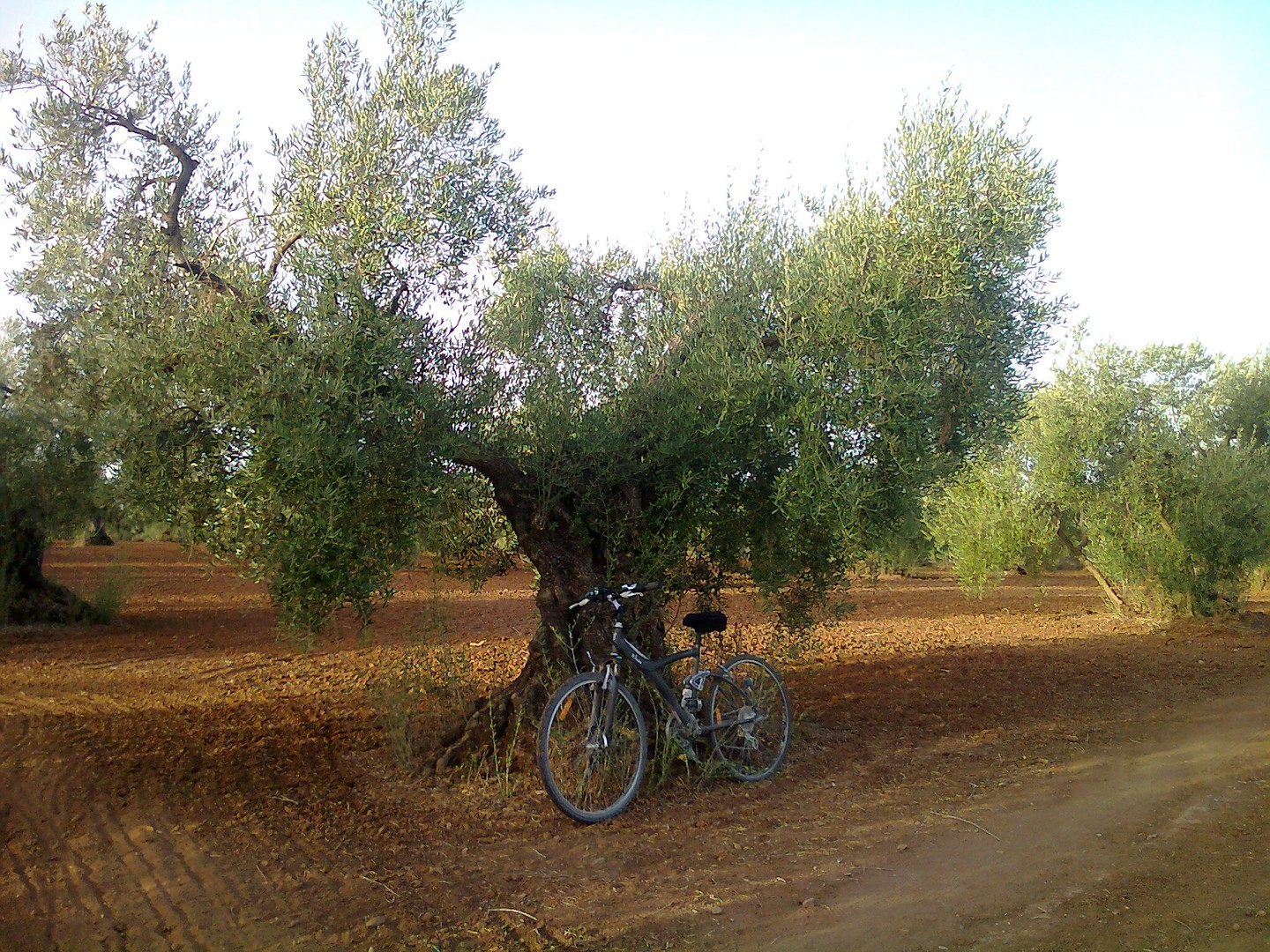 centenary olive trees