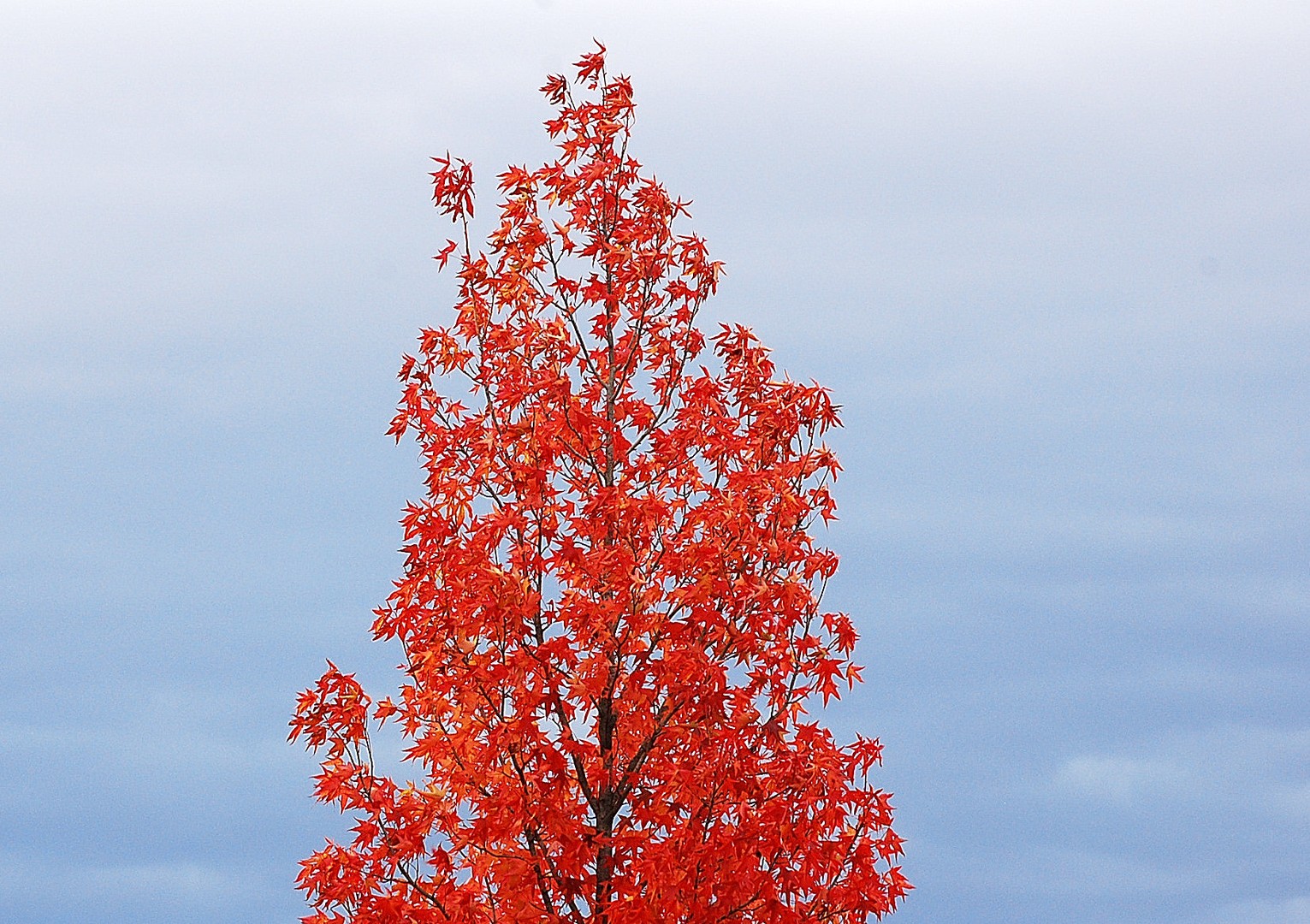 Arbre.