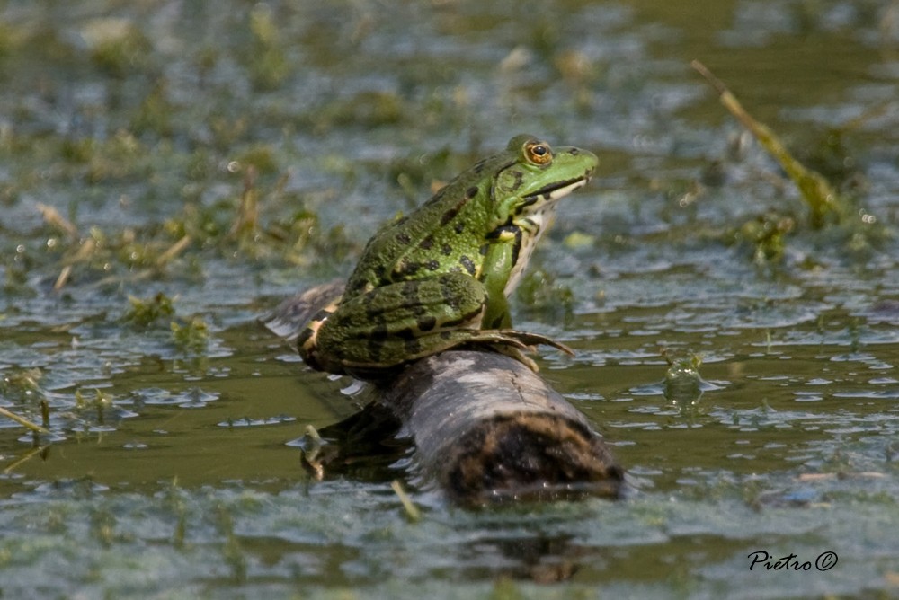 Rana al sole