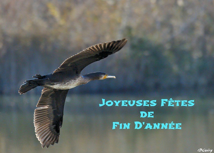 Joyeuses fêtes