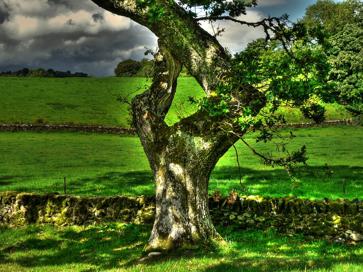 Ein Baum