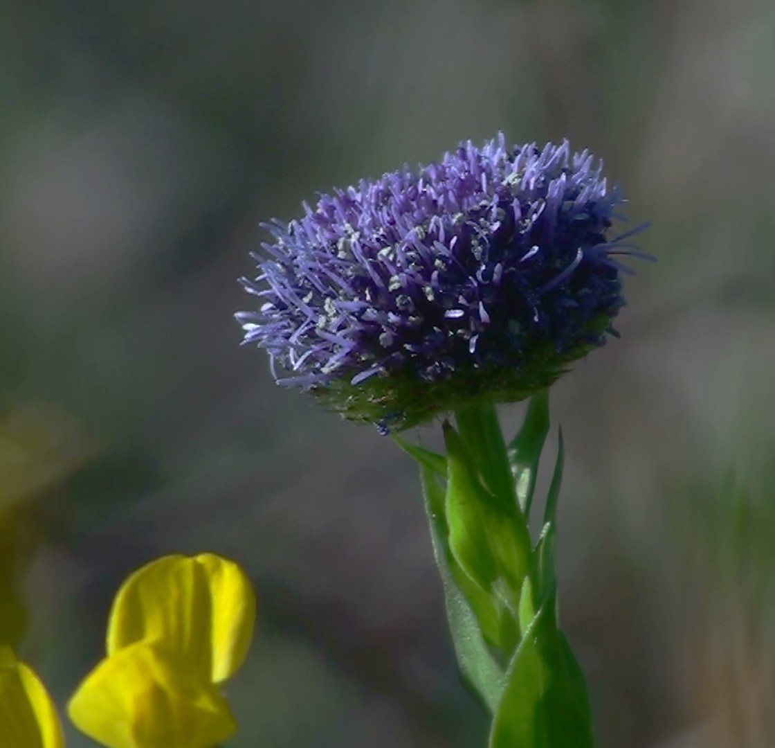 Kugelblume