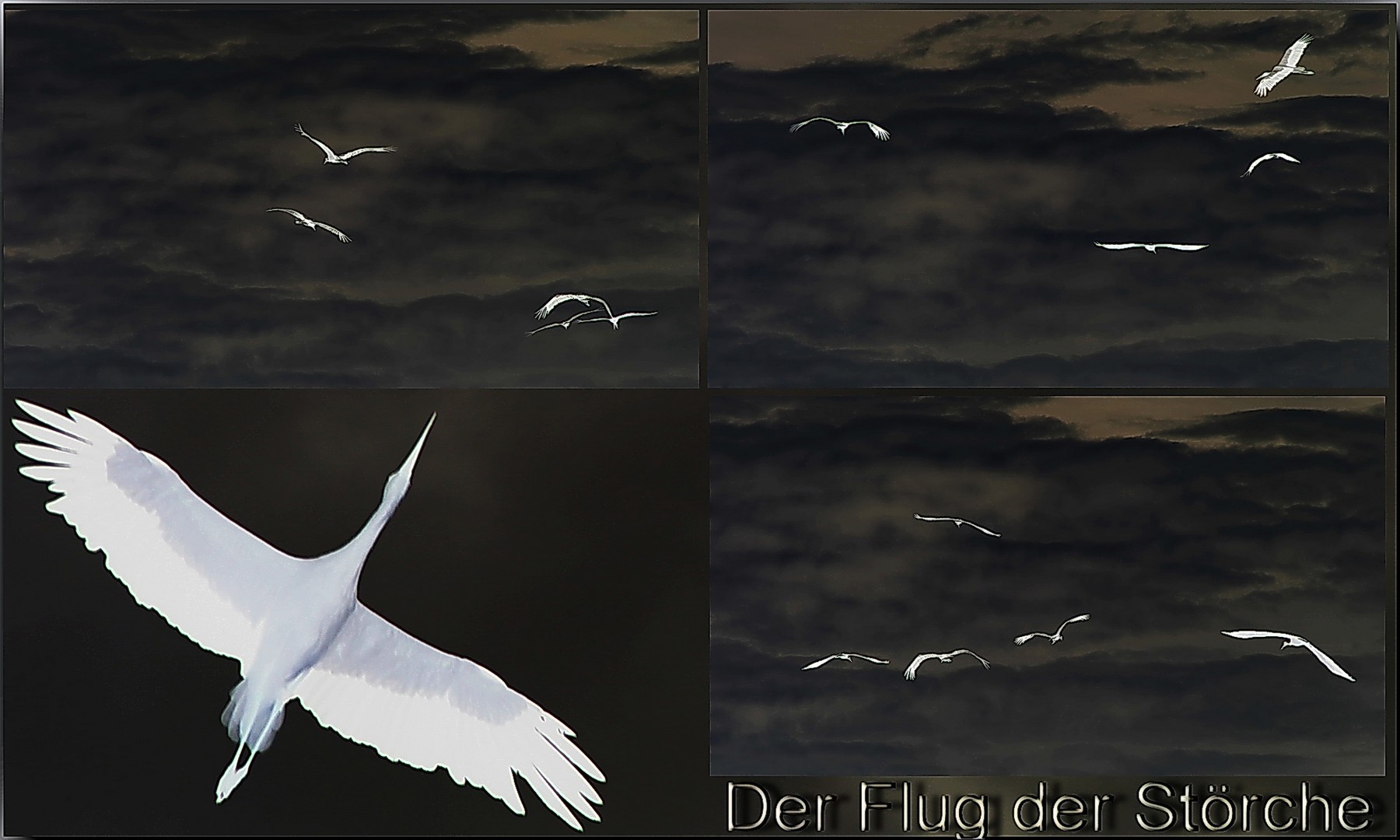 Flug der Störche