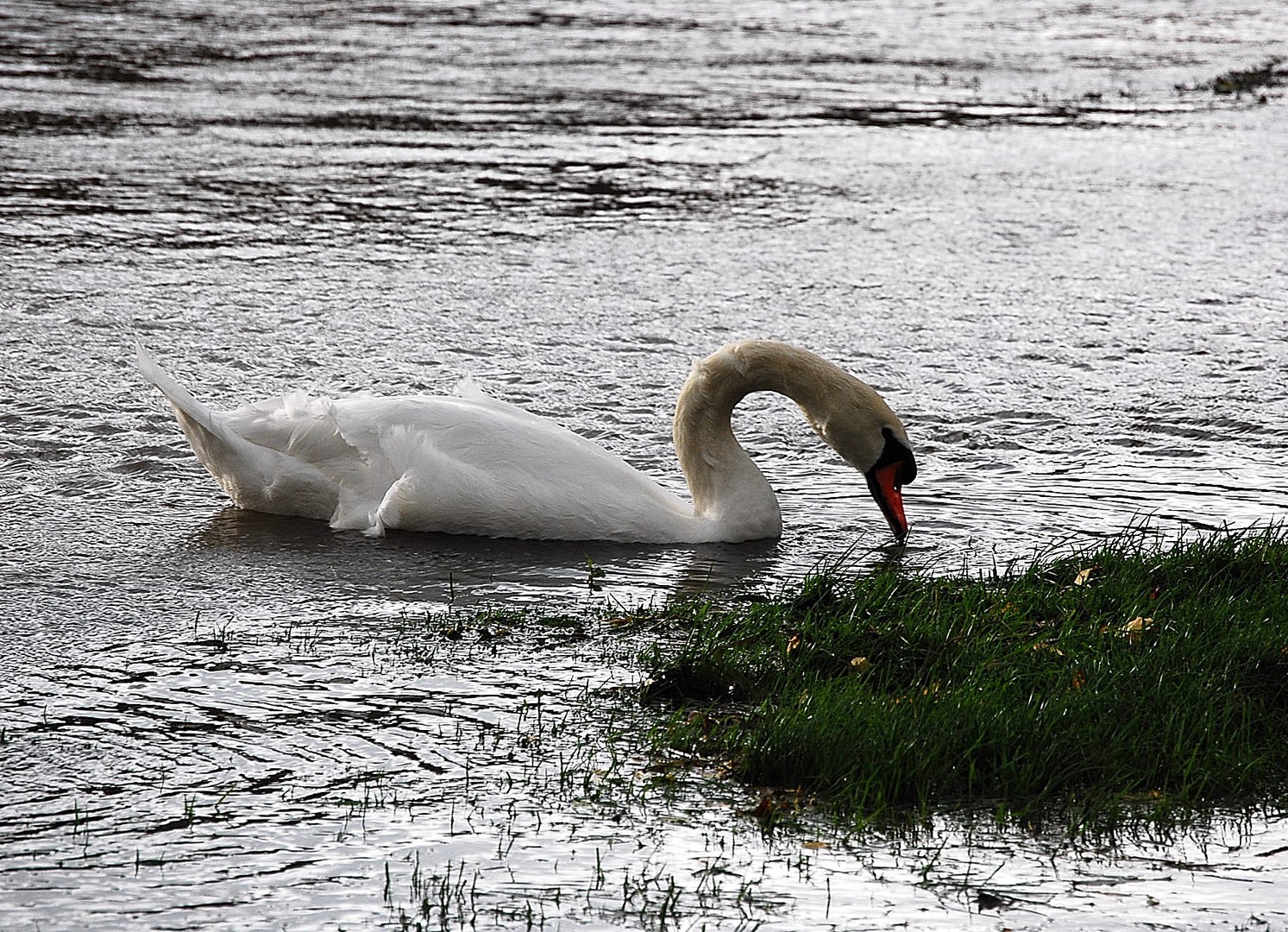 Cygne.