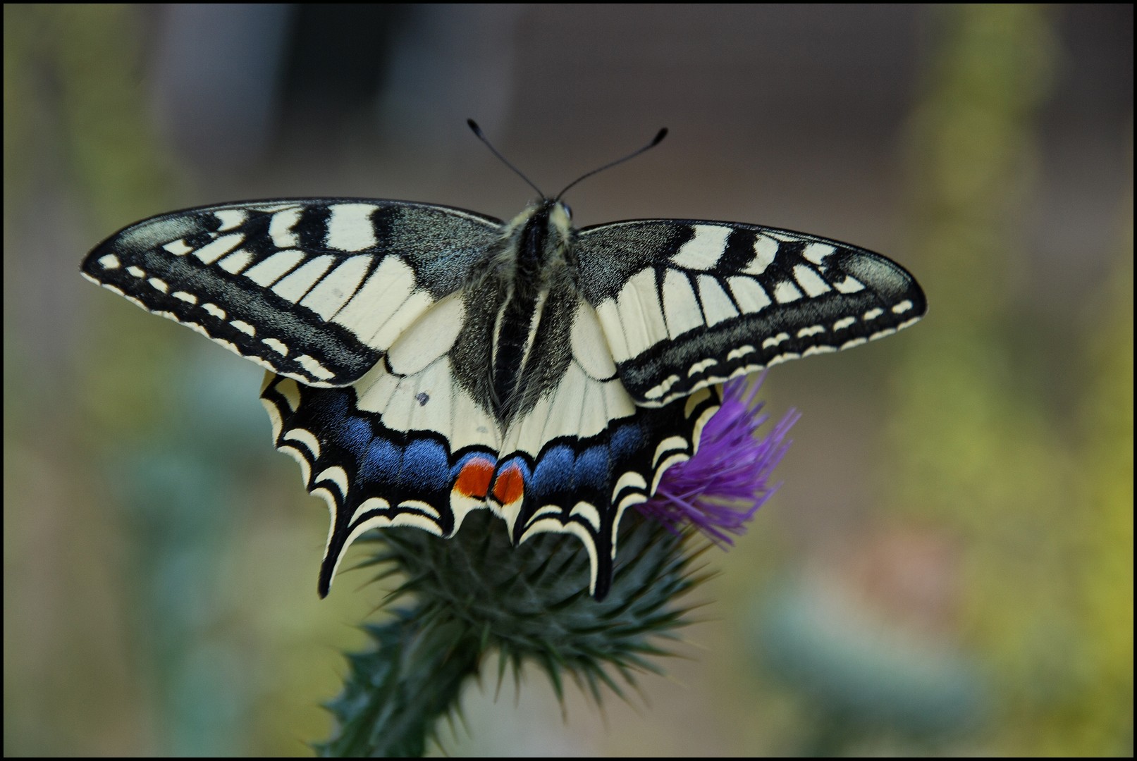  Papilio machaon