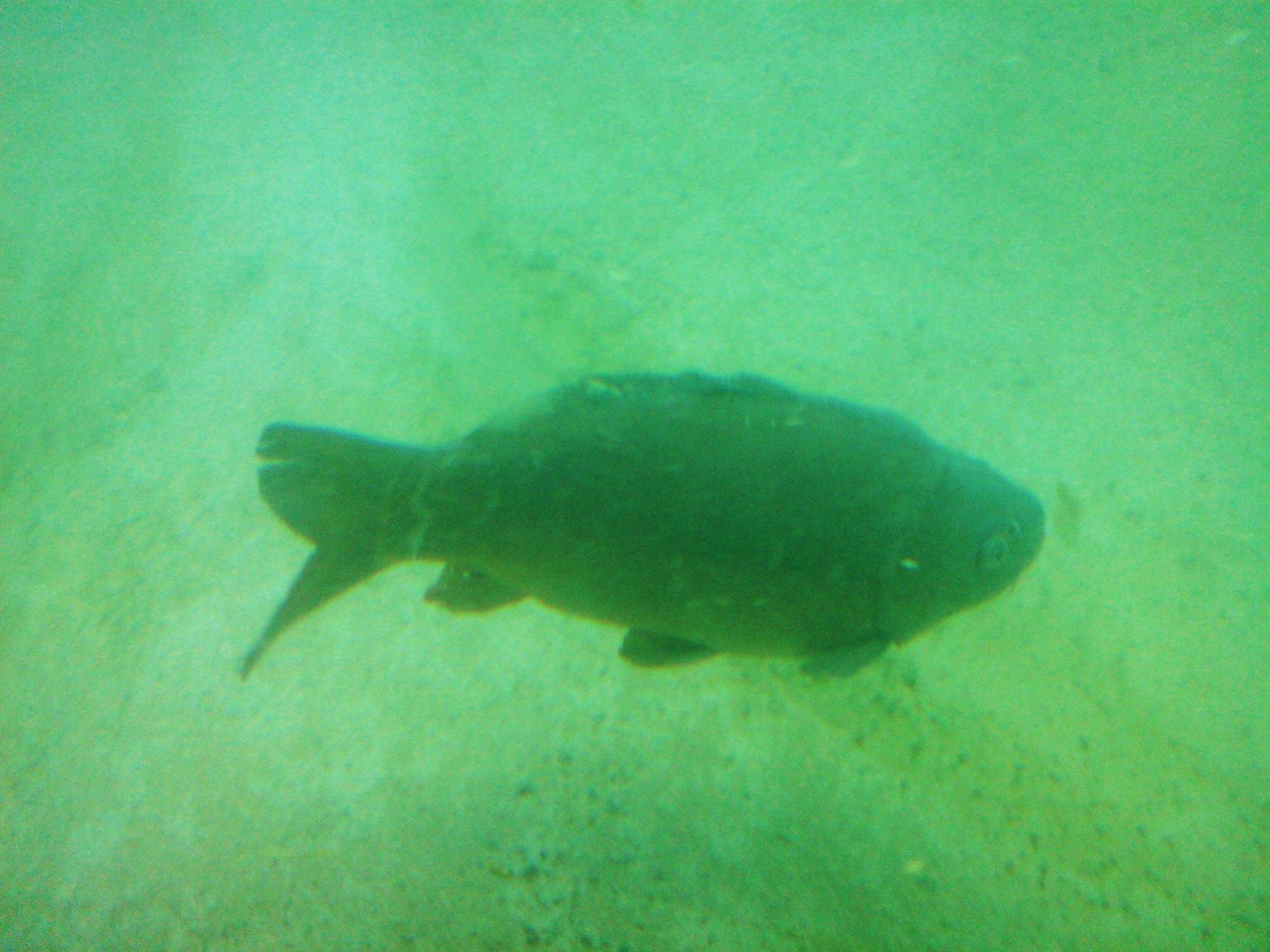 Spiegelkarpfen im Hippo-Haus