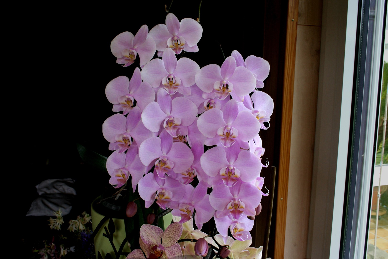 Orchideenblüte