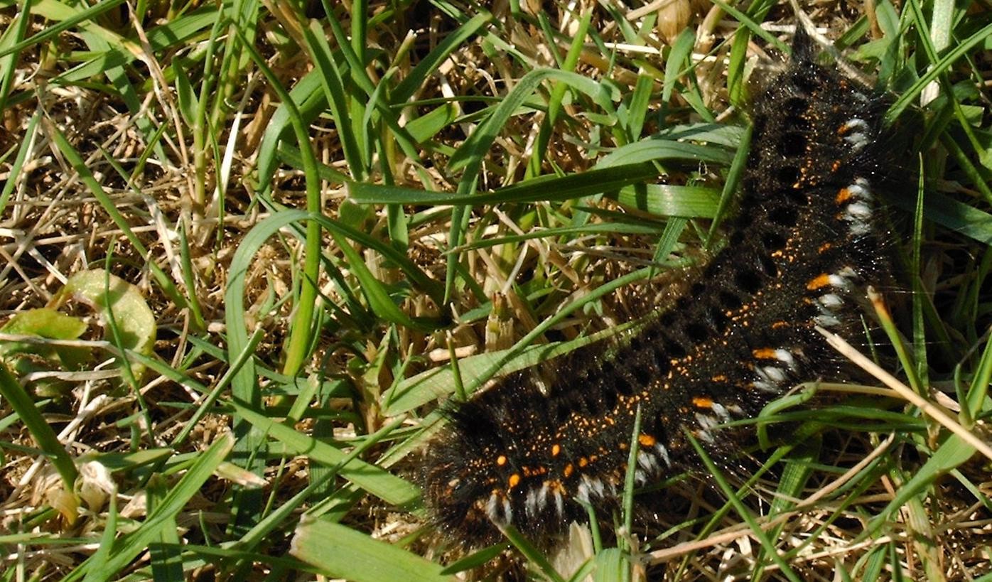 Grasglucke (Euthrix potatoria)