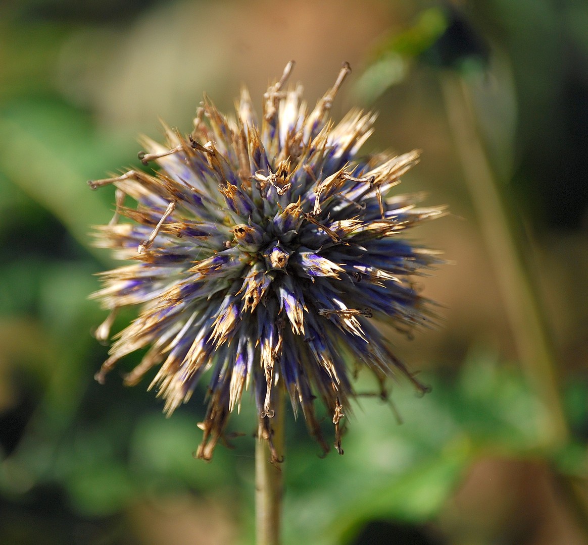 Fleur.