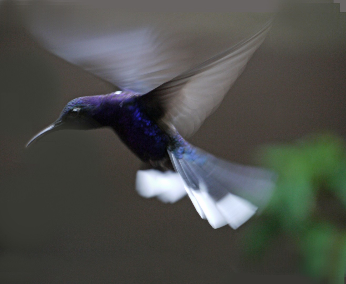 Kolibri In Costa Rica