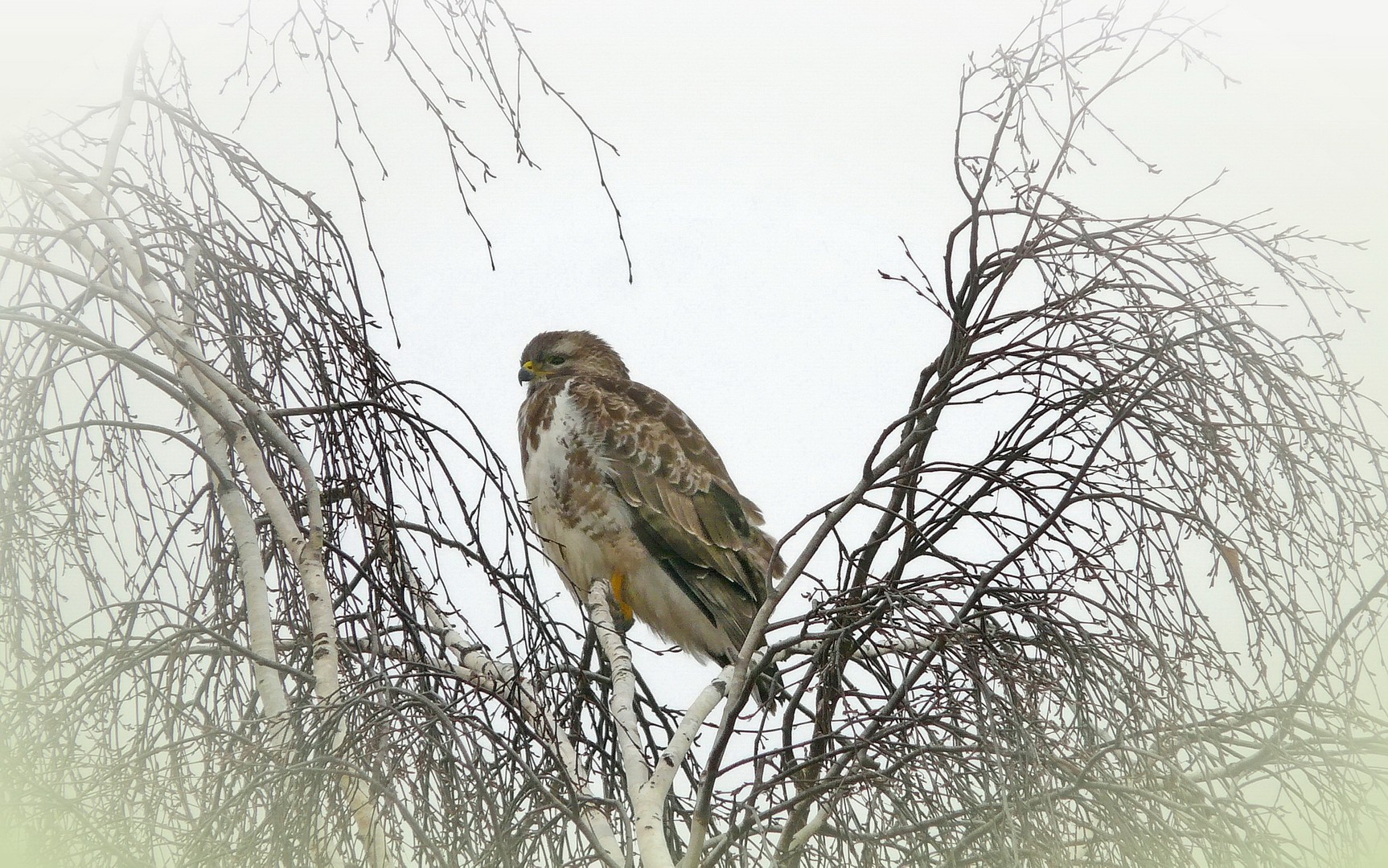 Mäusebussard in freier Natur