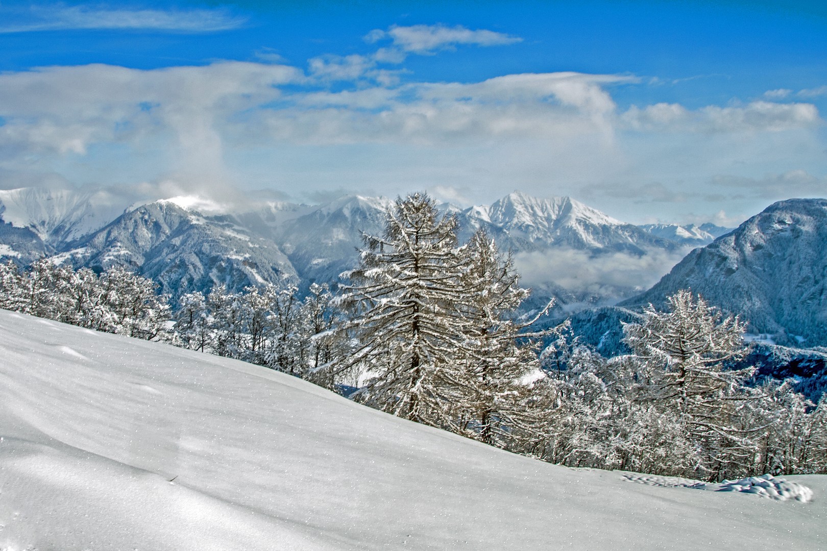 Schnee + Bäume