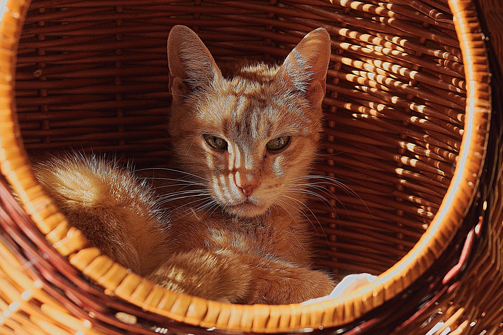 Mein alter Kater