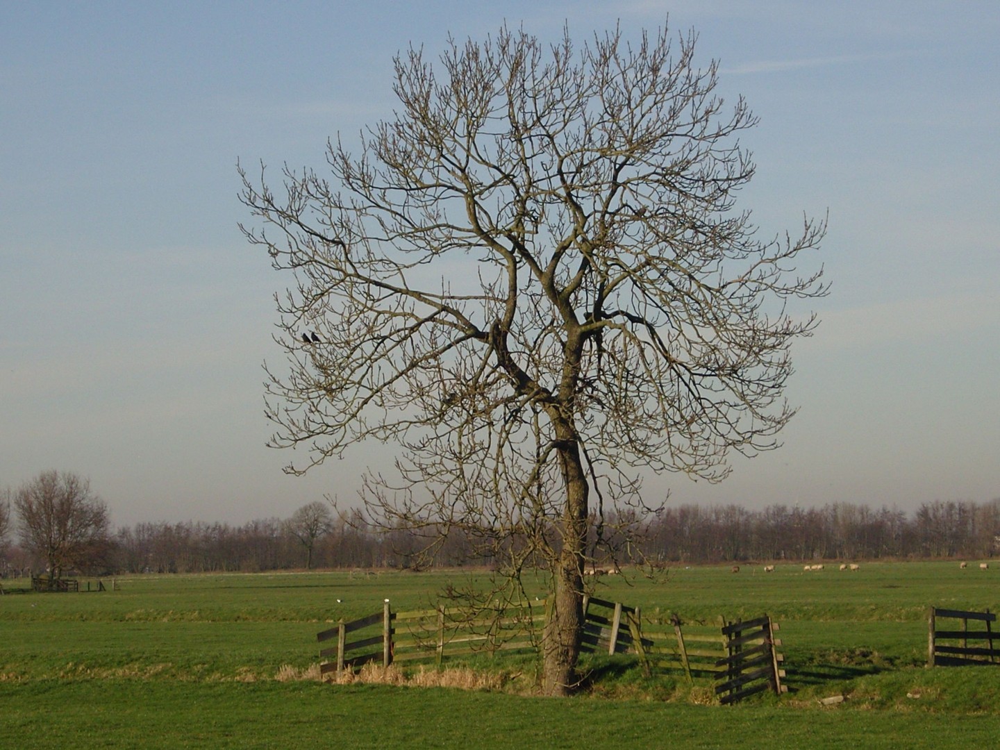 Boom in polder