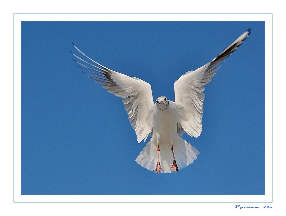 La mouette