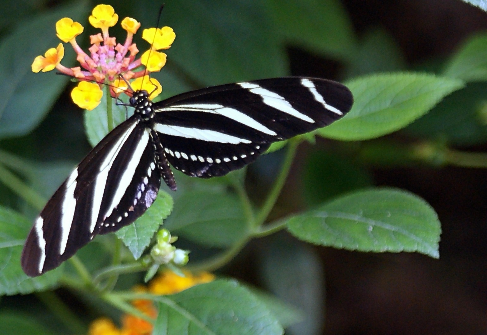 Schmetterling