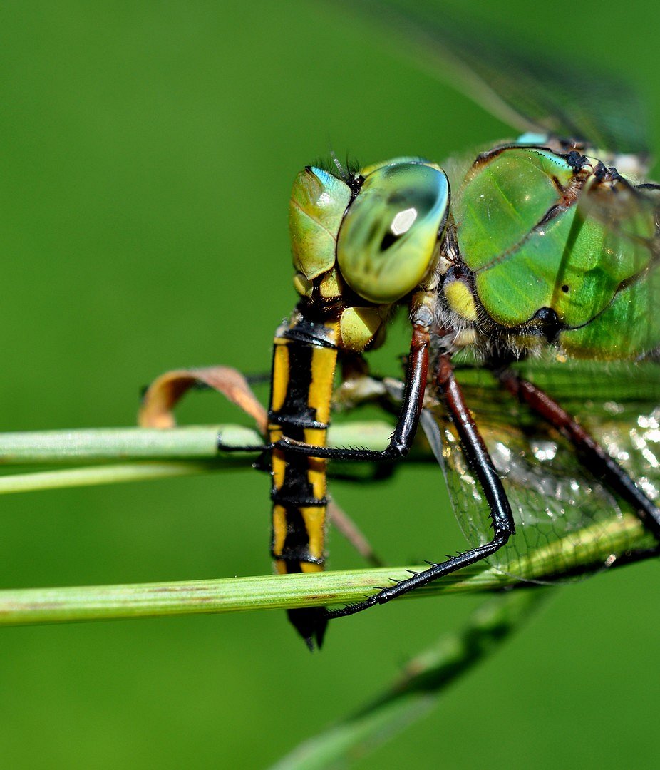 dragonfly eat dragonfly