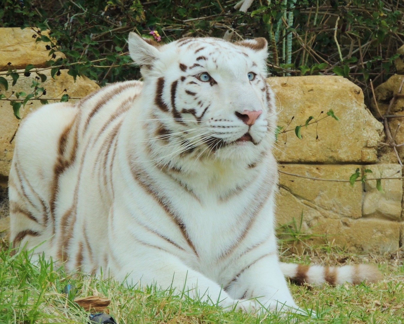 White Tiger