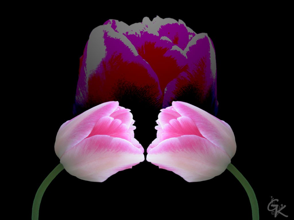 Tulpe -- Wallpaper