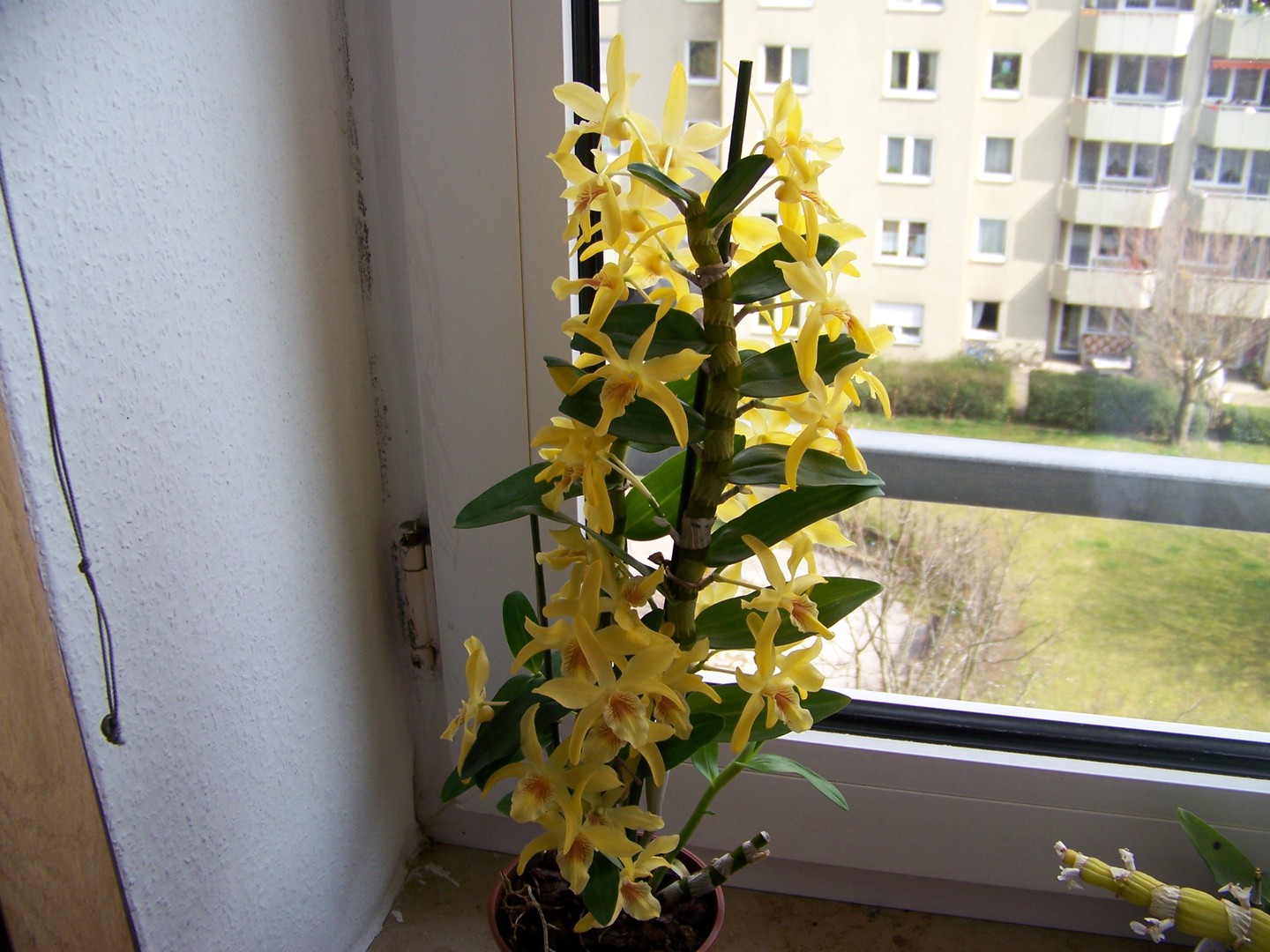 Orchidee Dendrobium Stardust