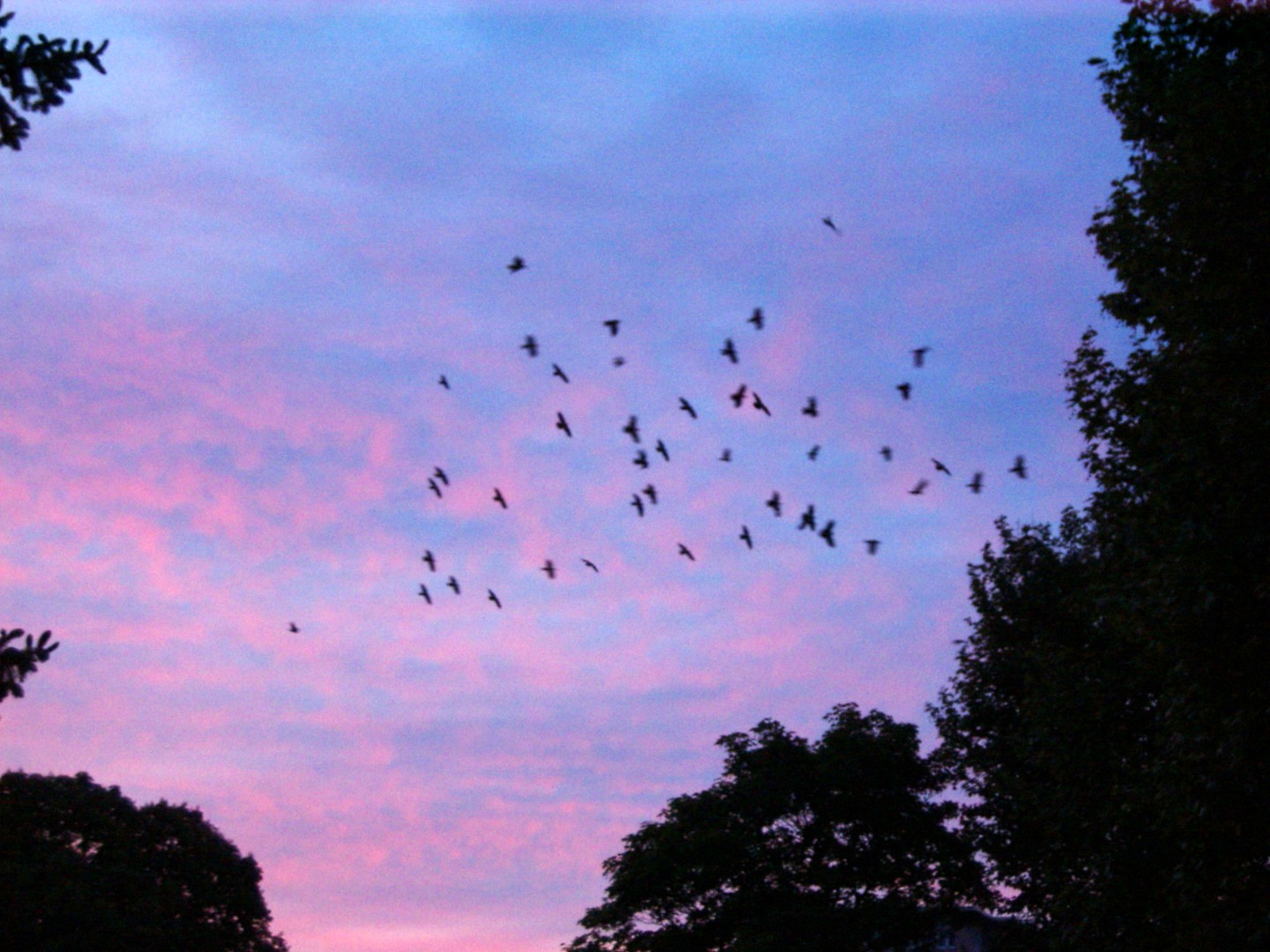 Dohlen im Morgenflug