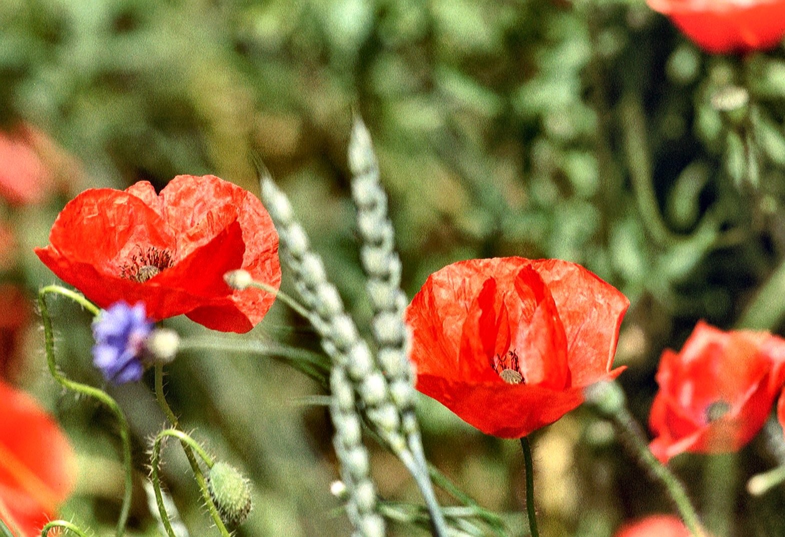 Mohn auf Rügen