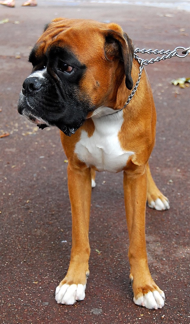 Boxer.