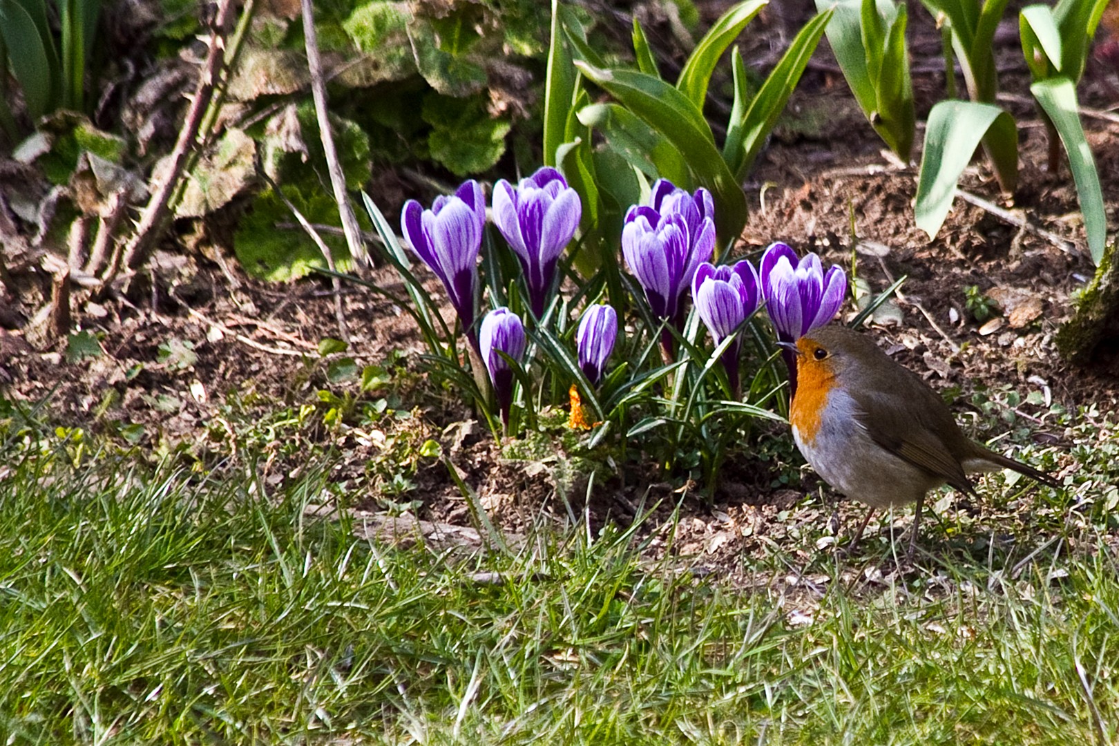 Das Rotkehlchen ist da. Der Frühling kommt!