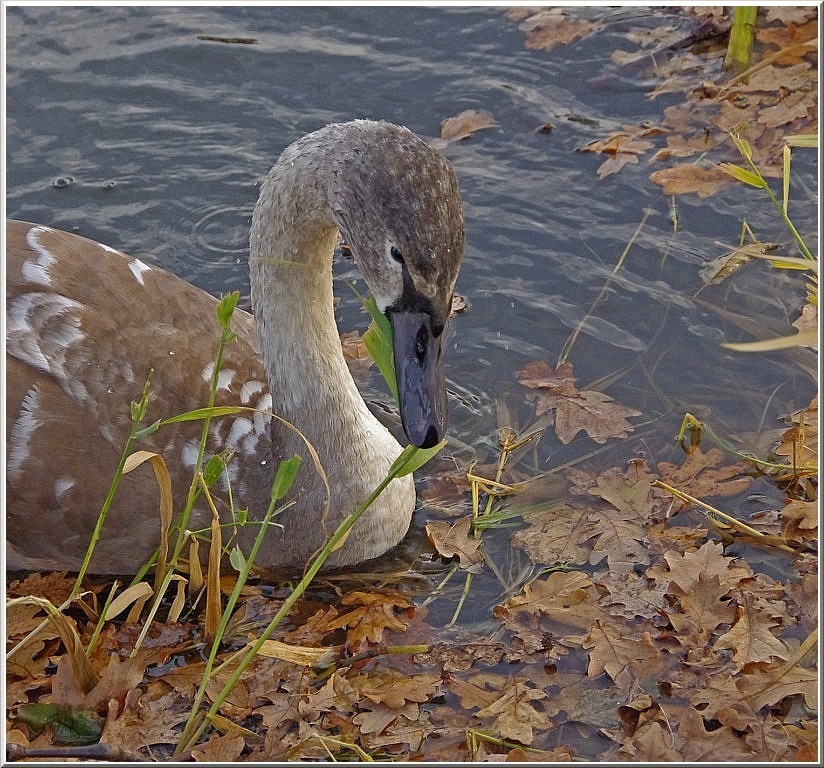 brauner Schwan