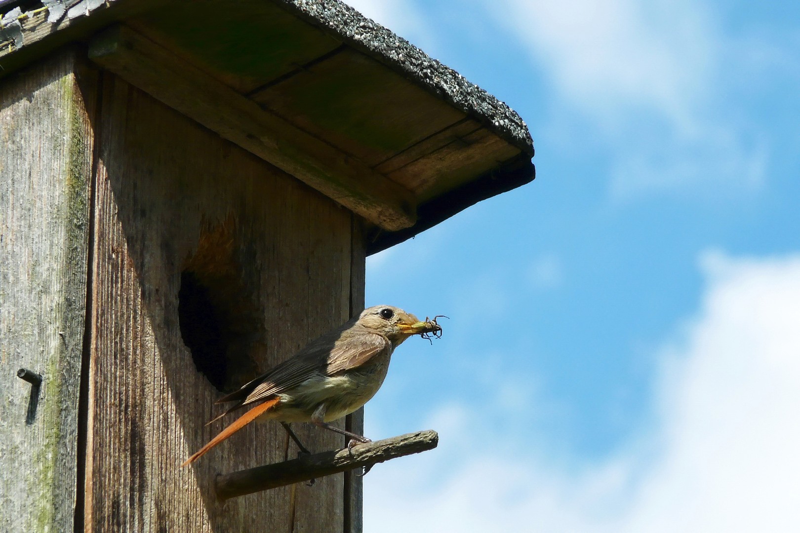 Gartenrotschwanz im Starkasten