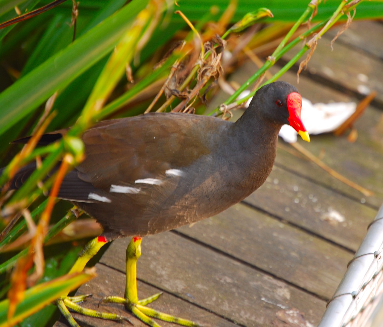 Oiseau.