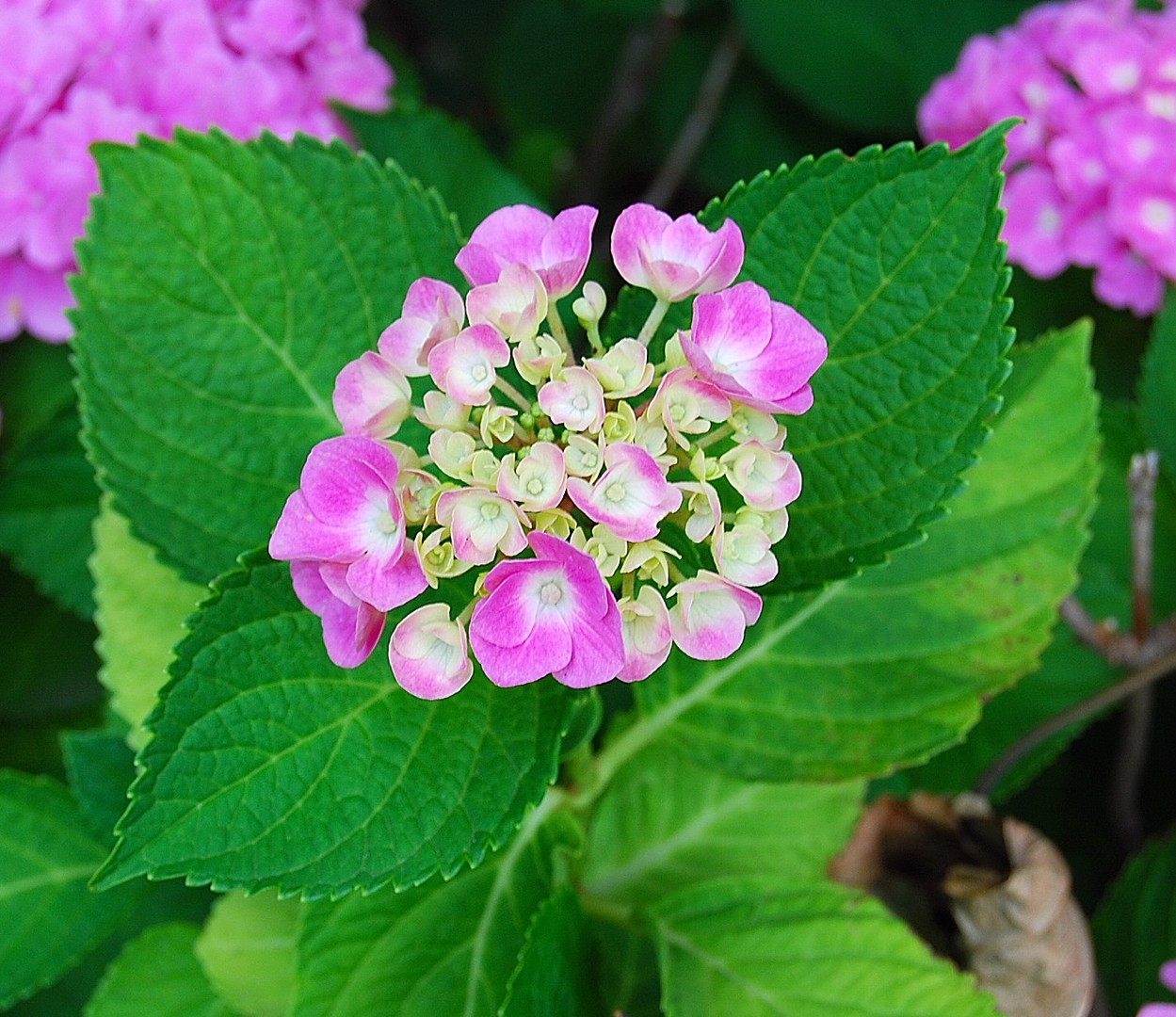 Hortensia.