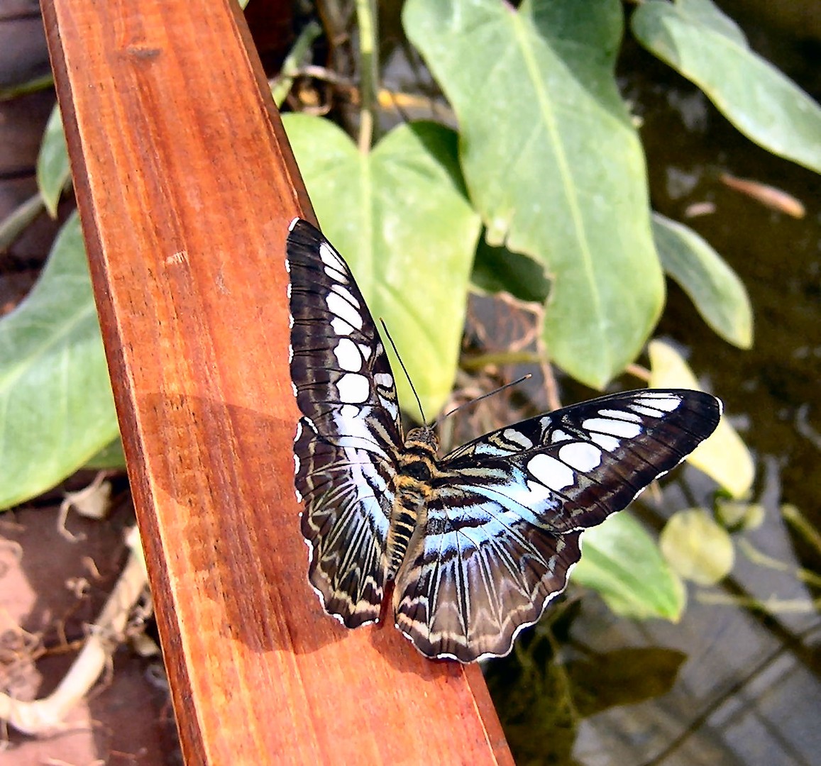 Schmetterling