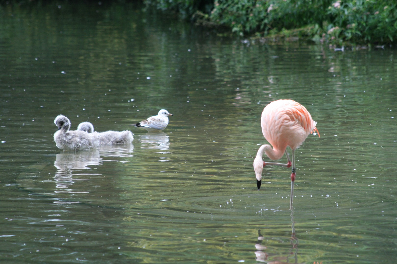 Amsterdam - Flamant Rose