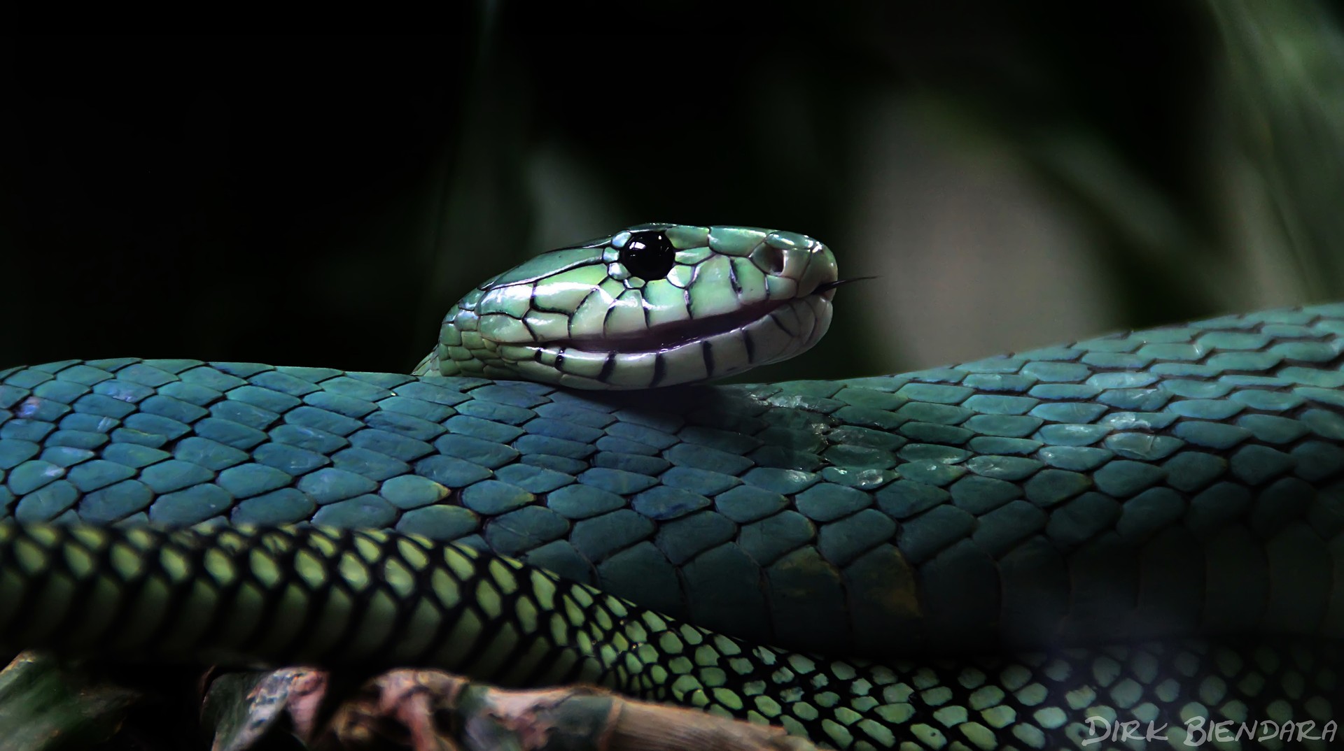 Freches Grinsen. (grüne Mamba)