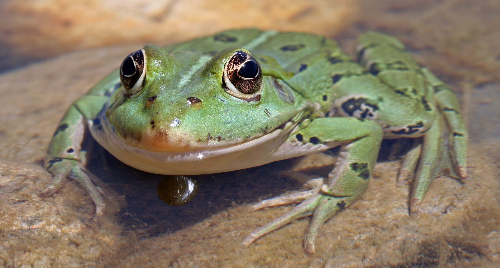 Fritz der Frosch