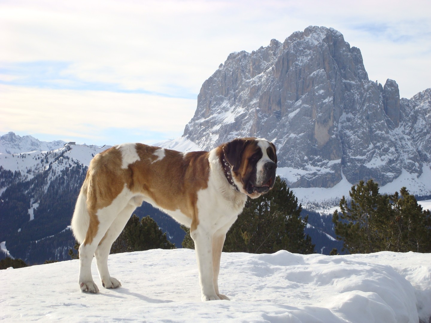 Dolomiten  mit Wachehund