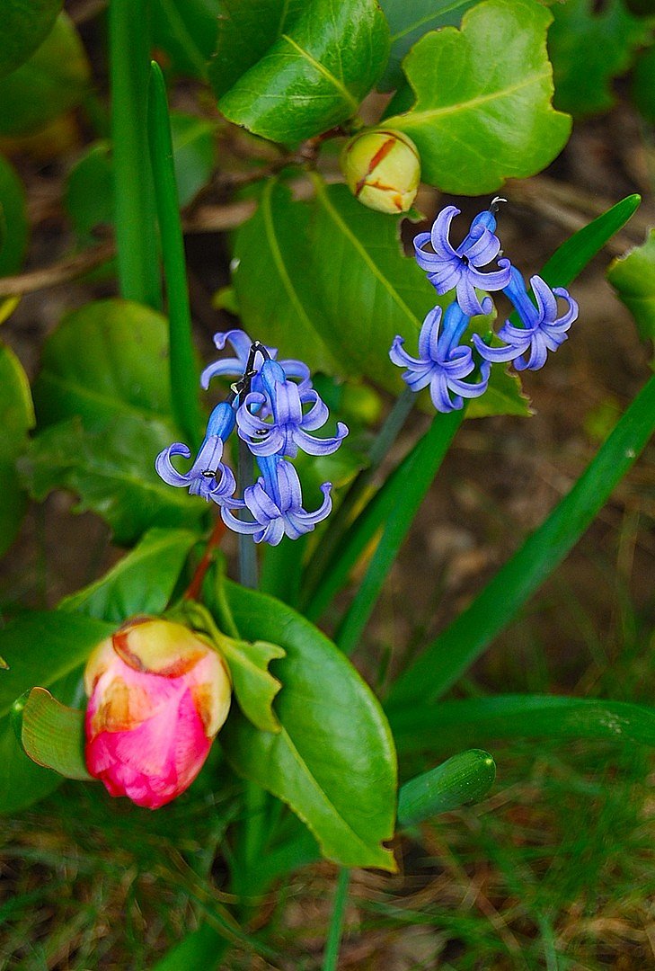 Fleurs.