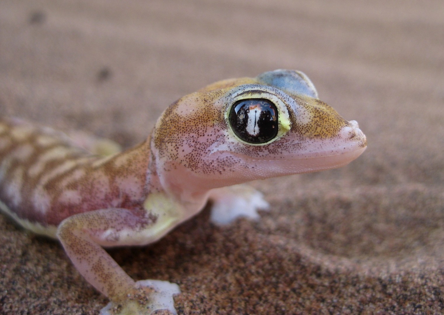 Palmato-Gecko