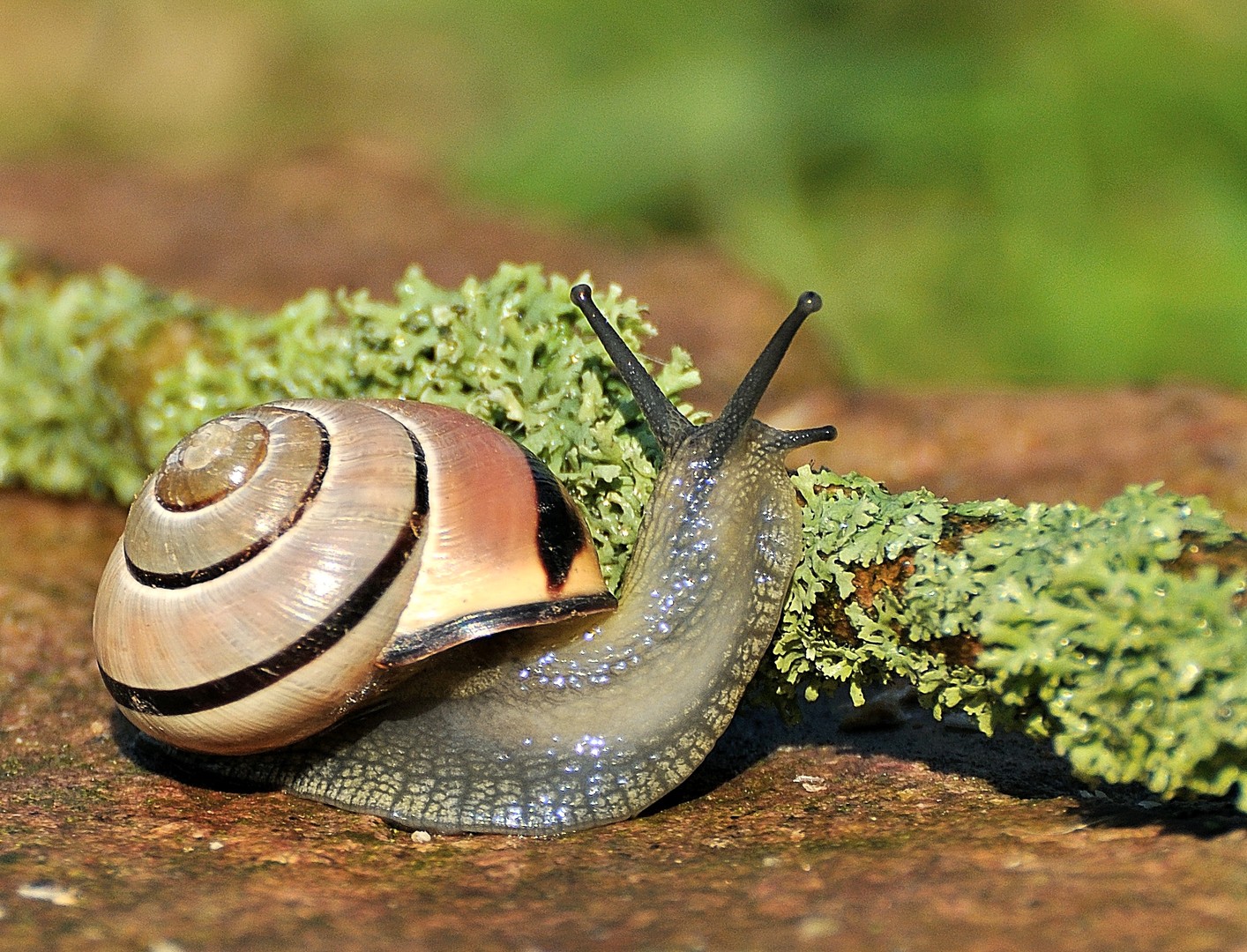 Gartenschnirkelschnecke