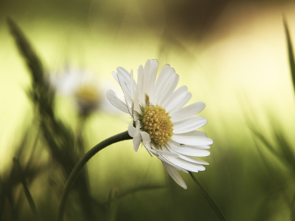 Gänseblümchen