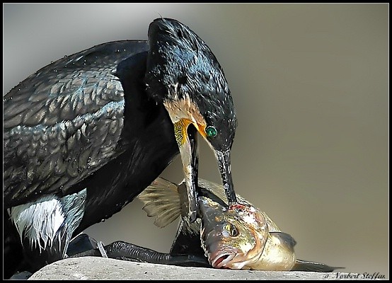 Ein Kormoran beim fischen