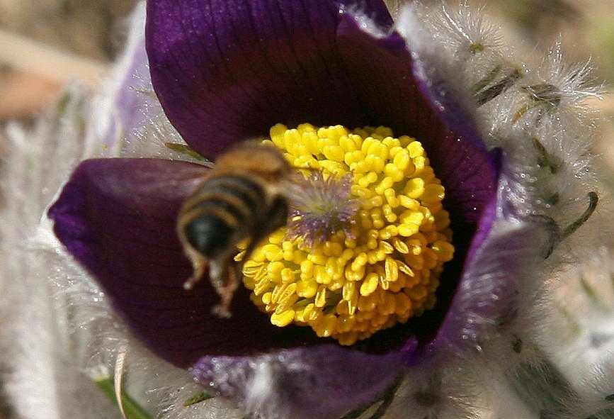 Der Frühling