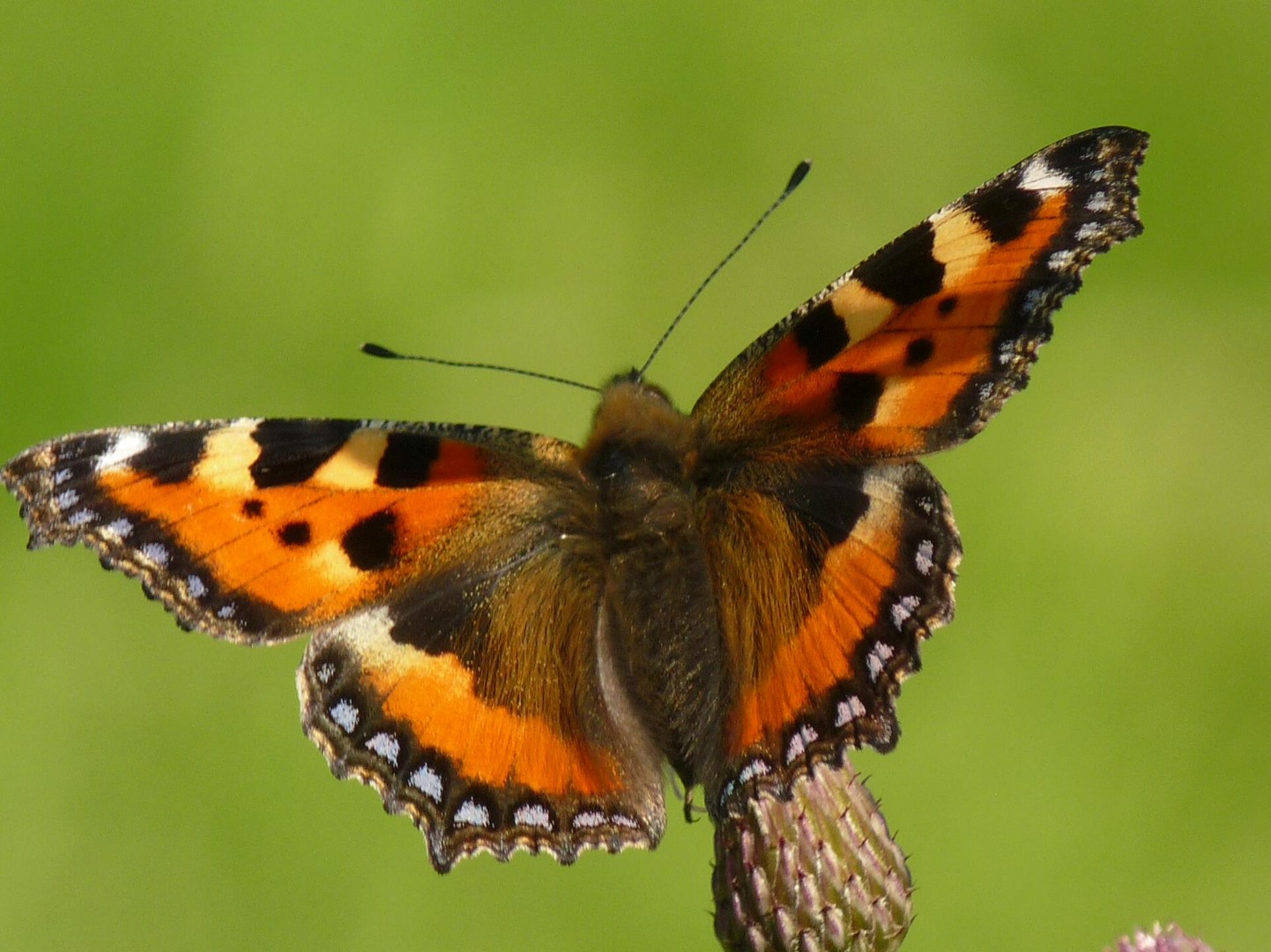 Tiefflieger "Kleiner Fuchs"