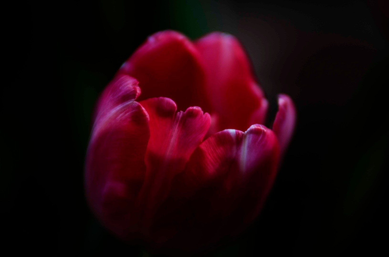 Tulpe