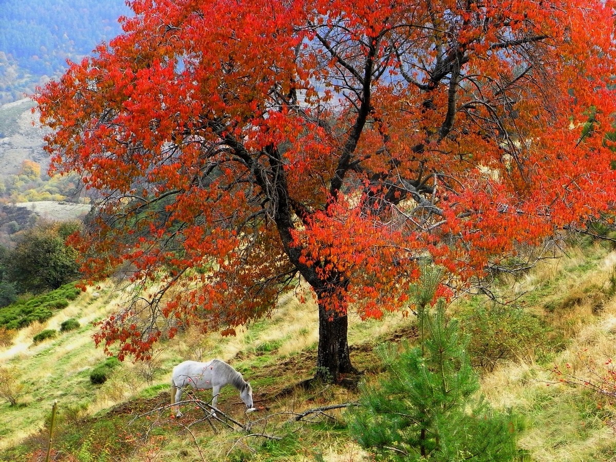 Le cheval d' autiomne